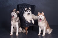 Siberian Husky, Breeder, Kennel, Canada, Seppala Siberian Sled Dog