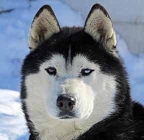 Canadian siberian hot sale husky breeders