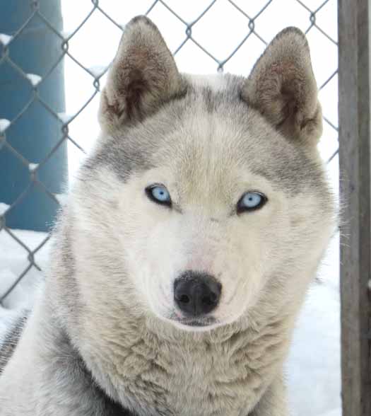 Husky for best sale sale near me