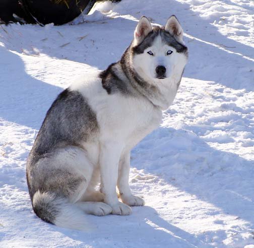 White best sale husky breeders